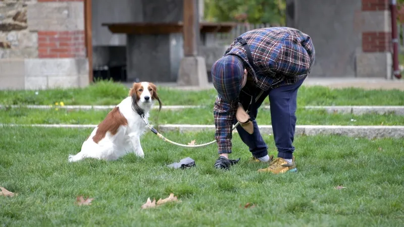 Image de l'actualité : Crottes de chien : ramassez vos idées reçues !